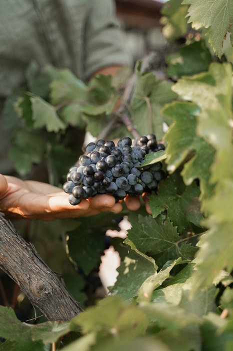Das Weinbaugebiet von Nemea 4