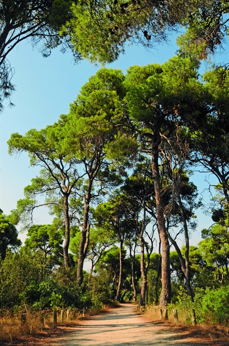 Ästhetischer Wald Pefkias: Wo Glyzinien und Myrtenbäume die Villa von Angelos Sikelianos umgeben 3