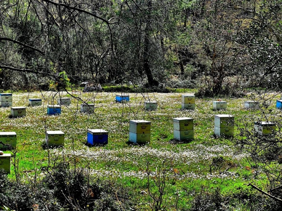bee - festival
