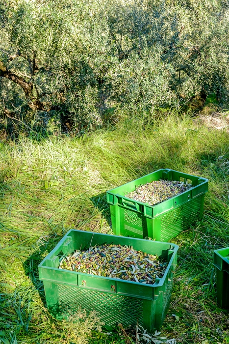 Kalamata PDO olives and olive oil 3